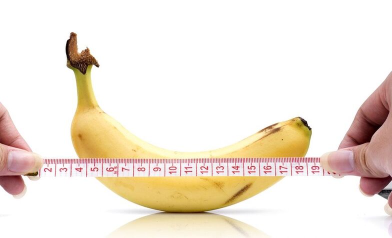 The influence of abstinence on the length of the penis